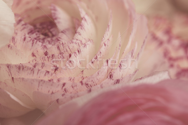 Persian Buttercup Flower Stock photo © nailiaschwarz