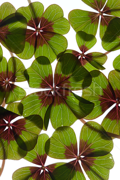 Foto stock: Quatro · trevo · verde · plantas · branco