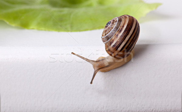 Snail Stock photo © nailiaschwarz