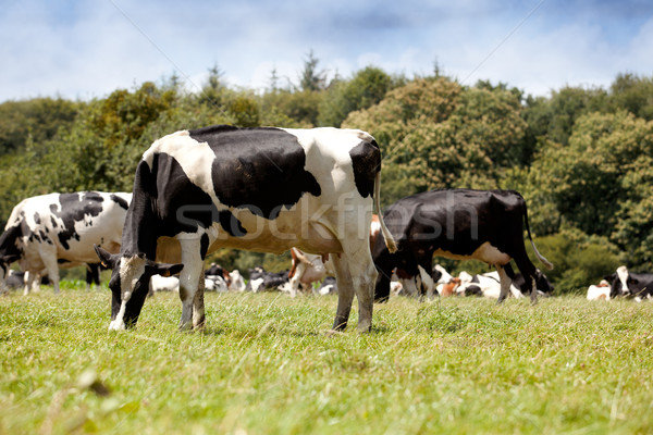 Vacas alcance verão grama madeira árvores Foto stock © nailiaschwarz
