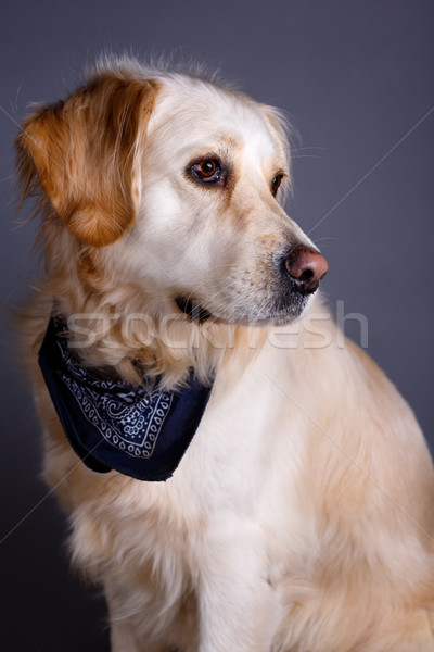 Golden Retriever Studio Porträt schönen golden Hund Stock foto © nailiaschwarz