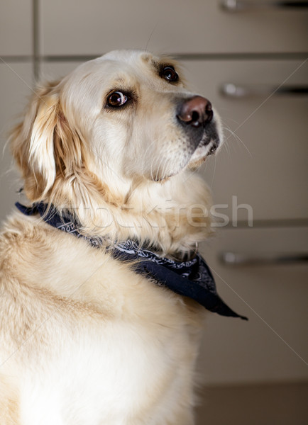 Golden Retriever Stock photo © nailiaschwarz