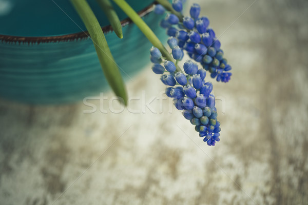 Grape Hyacinth Stock photo © nailiaschwarz