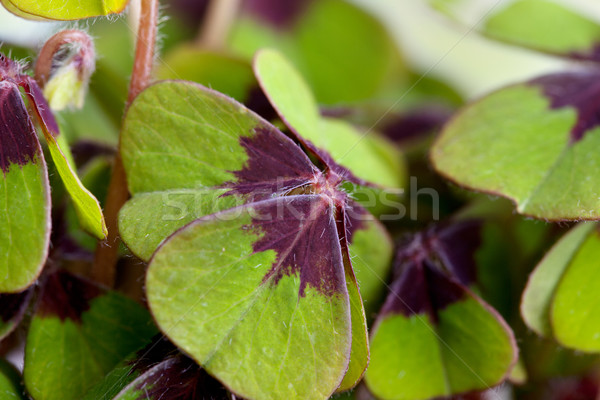 Quatre trèfle vert plantes printemps [[stock_photo]] © nailiaschwarz