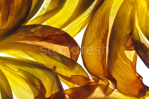 Tulipano foglie bianco retroilluminazione studio foglia Foto d'archivio © nailiaschwarz