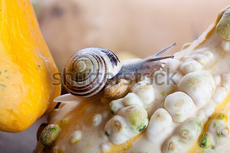 Snails and Pumpkins Stock photo © nailiaschwarz