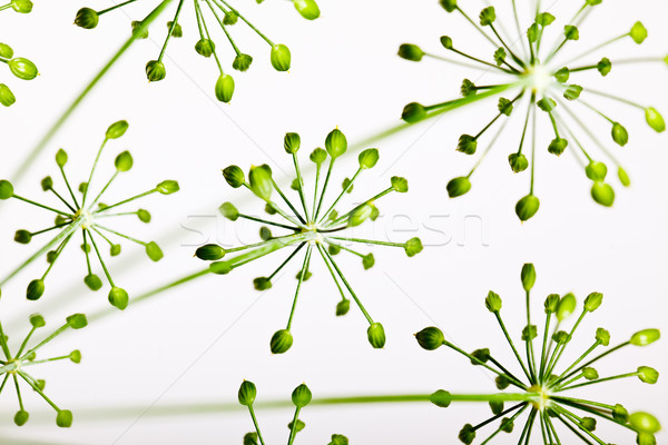 Fragile Dill umbels Stock photo © nailiaschwarz