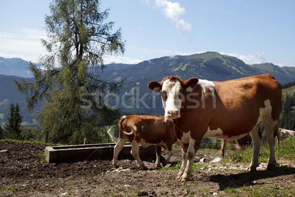 Cows on Alpine Pasture Stock photo © nailiaschwarz