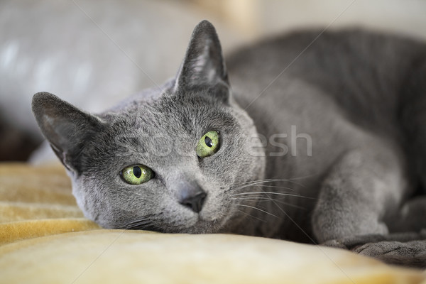 álmos macska portré fajtiszta kék alszik Stock fotó © nailiaschwarz