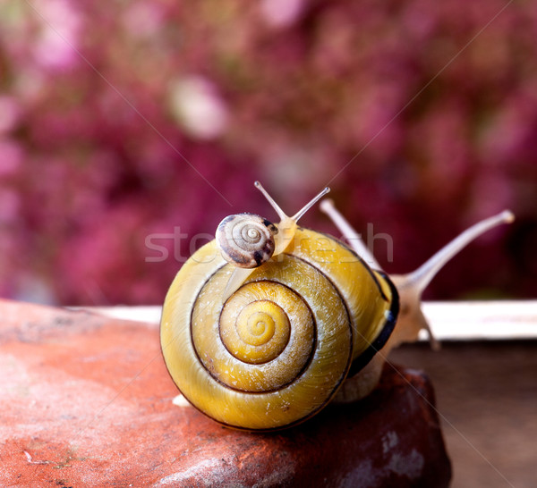 Amarelo preto caracol Foto stock © nailiaschwarz