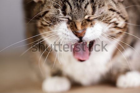 Cat and Four leaved Clover Stock photo © nailiaschwarz