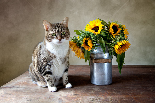 Cat and Sunflowers Painting Stock photo © nailiaschwarz