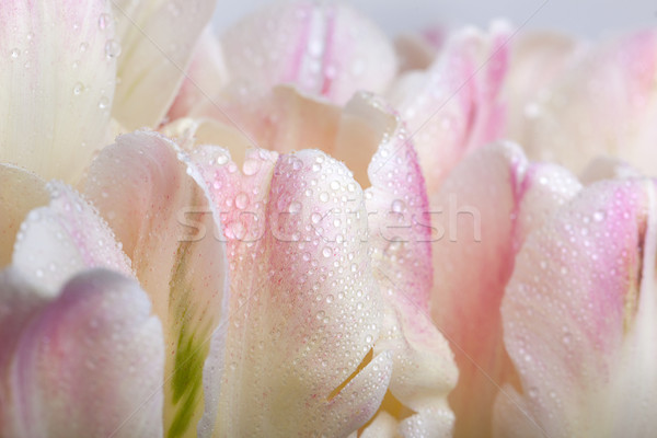 Tulpen Wassertropfen Bouquet Pastell Geschenk Stock foto © nailiaschwarz