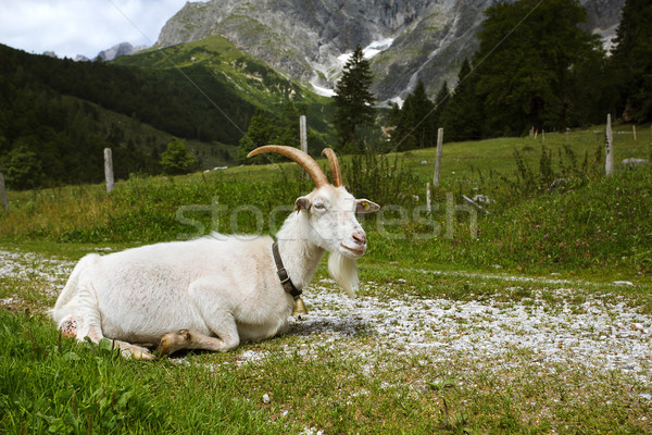 Adult White Goat Stock photo © nailiaschwarz
