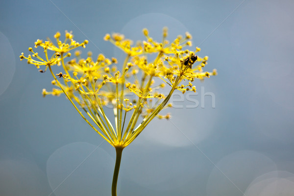 Fragile Dill umbels Stock photo © nailiaschwarz