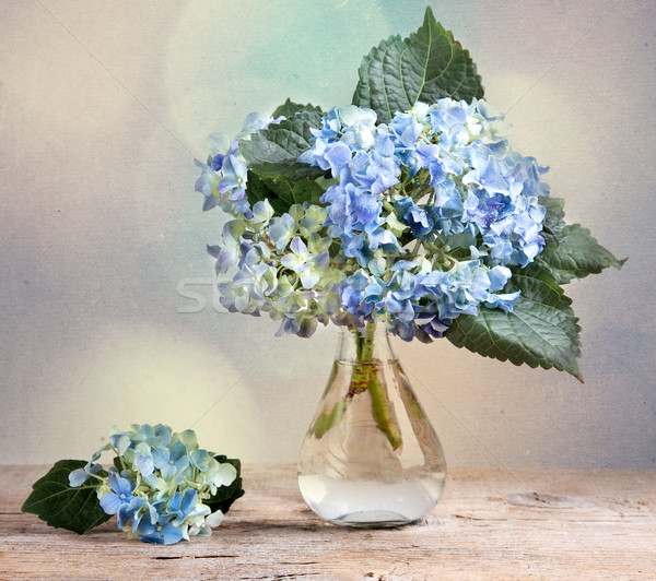 Hortensia Flowers Stock photo © nailiaschwarz