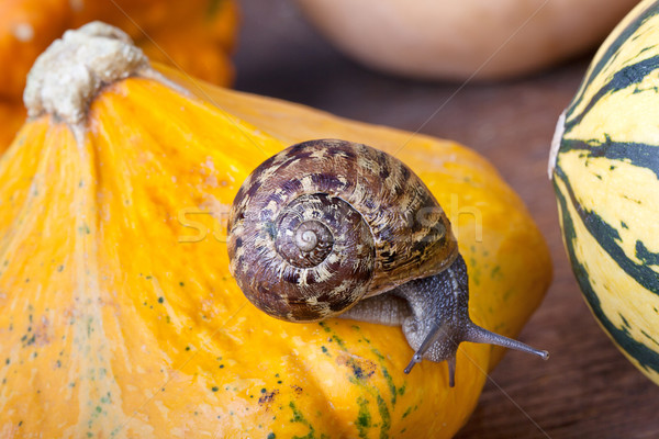 Vid caracol otono imagen europeo calabazas Foto stock © nailiaschwarz