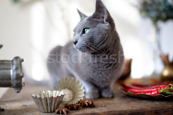 Cat on Table Stock photo © nailiaschwarz