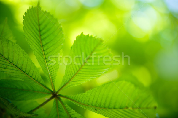 Fresh green Leaves Stock photo © nailiaschwarz