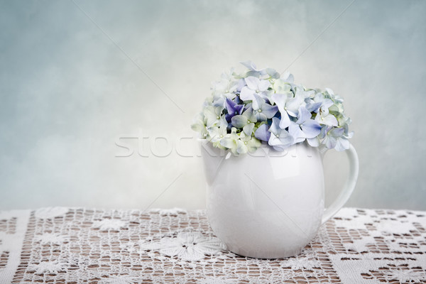 Hortensia Flowers Stock photo © nailiaschwarz