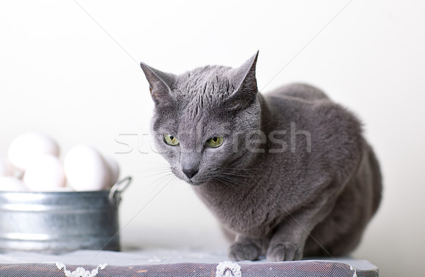 Russian Blue Cat Stock photo © nailiaschwarz