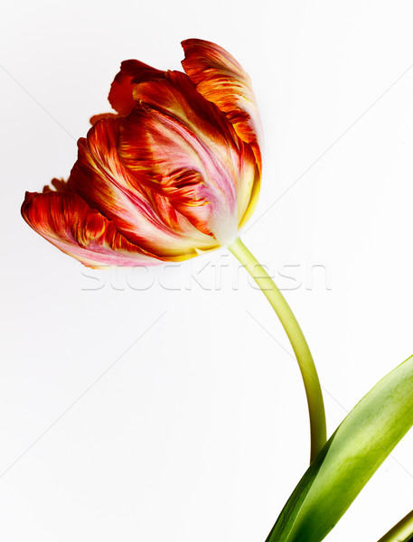 Foto stock: Vermelho · tulipa · belo · laranja · flor · primavera