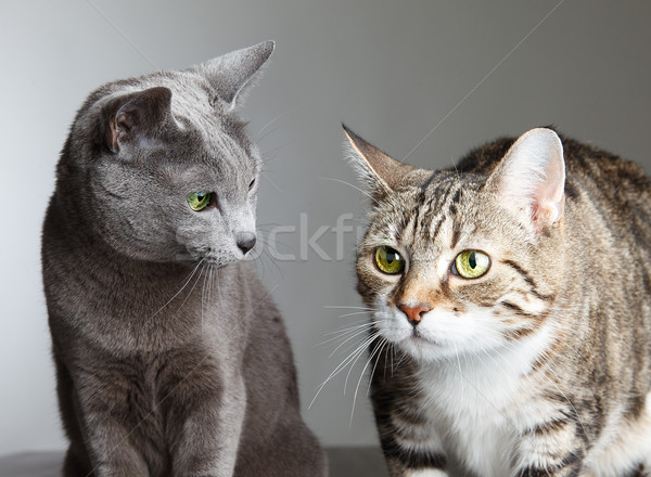 Two Cats Stock photo © nailiaschwarz