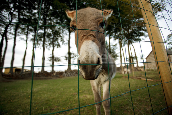 Pequeño gris burro funny cielo verde Foto stock © nailiaschwarz