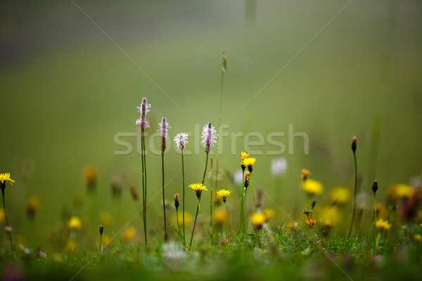 Alpine çayır otlar bitkiler yaz su Stok fotoğraf © nailiaschwarz