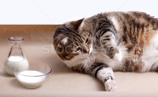 Fat Cat with Milk Stock photo © nailiaschwarz