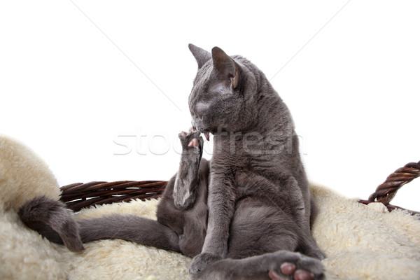 Russisch Blauw kat portret mand Stockfoto © nailiaschwarz