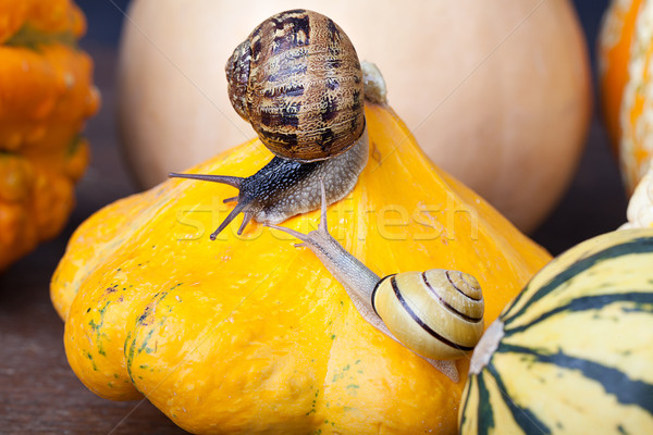 Wijnstok slak najaar afbeelding europese pompoenen Stockfoto © nailiaschwarz