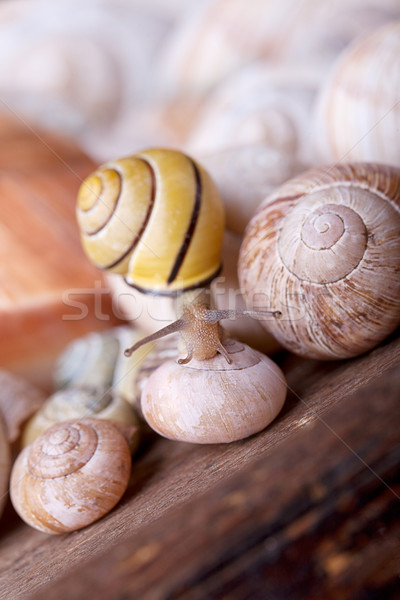 Snail on Shells Stock photo © nailiaschwarz