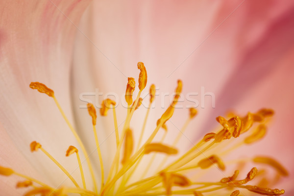 Kwiat makro shot piękna pastel Zdjęcia stock © nailiaschwarz