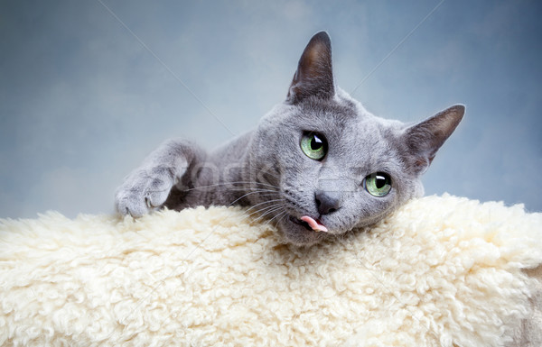 Stockfoto: Russisch · Blauw · kat · studio · portret · ogen