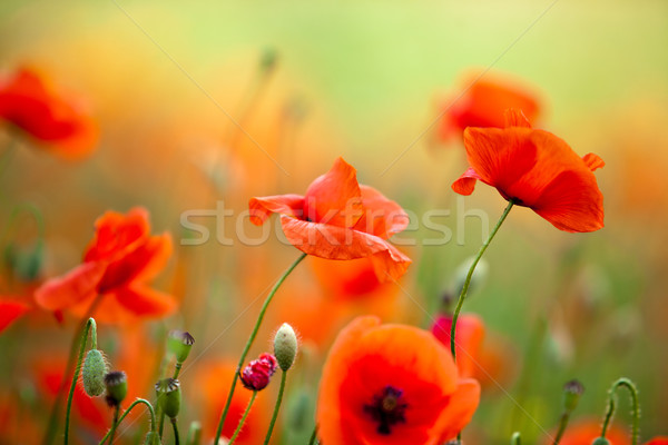 Red Corn Poppy Flowers Stock photo © nailiaschwarz