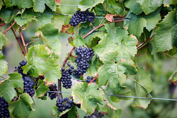 Dojrzały winogron winnicy późno lata Zdjęcia stock © nailiaschwarz