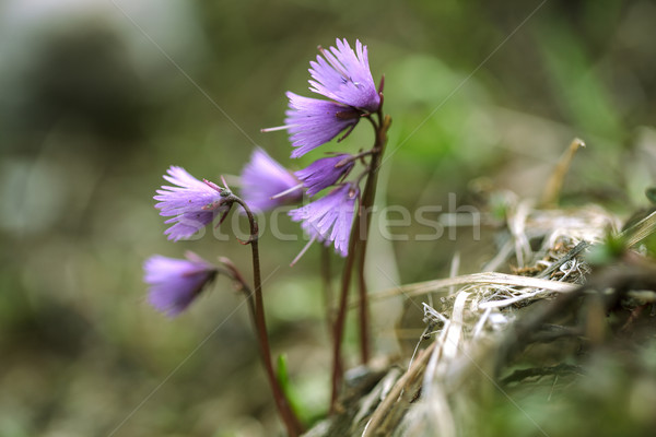Alpejski łące zioła kwiaty lata trawy Zdjęcia stock © nailiaschwarz