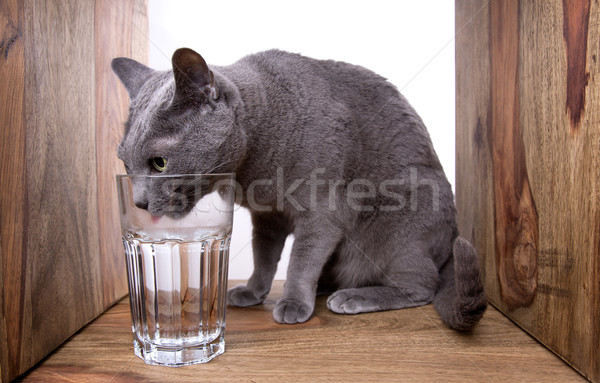 Rus albastru pisică sticlă apă lemn Imagine de stoc © nailiaschwarz