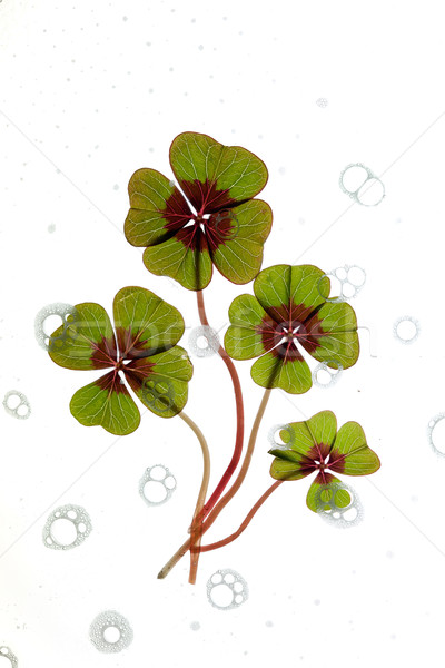 Cztery koniczyna zielone roślin biały Zdjęcia stock © nailiaschwarz
