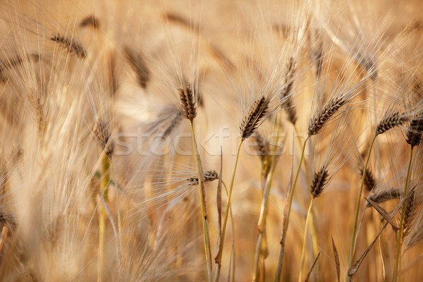 Campi grano estate fine impianto vento Foto d'archivio © nailiaschwarz