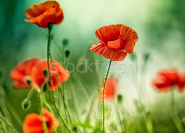 Poppy Meadow Stock photo © nailiaschwarz