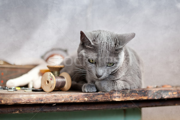 Cat on Table Stock photo © nailiaschwarz