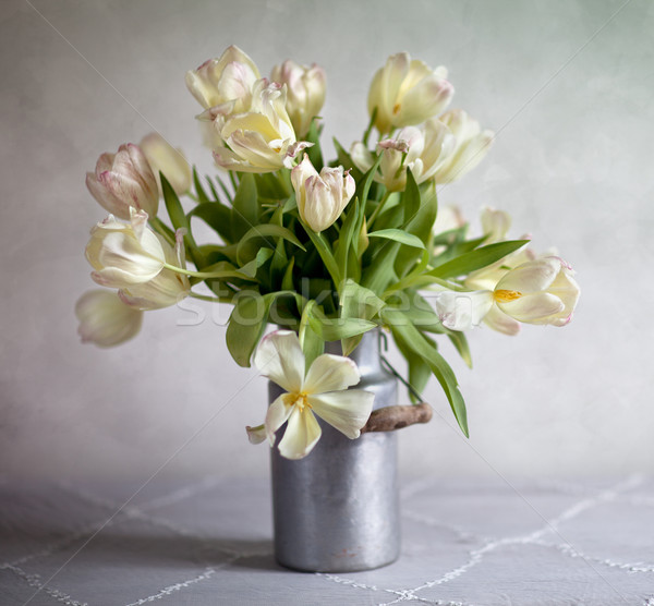 Tulips Stock photo © nailiaschwarz