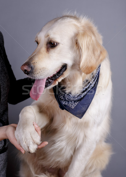 Golden retriever stúdió portré gyönyörű arany kéz Stock fotó © nailiaschwarz