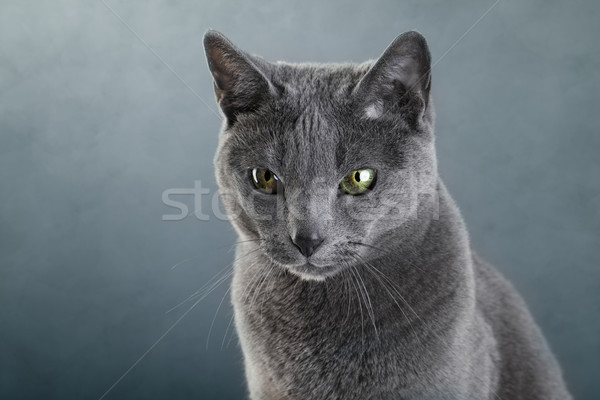 Russian blue Cat Stock photo © nailiaschwarz