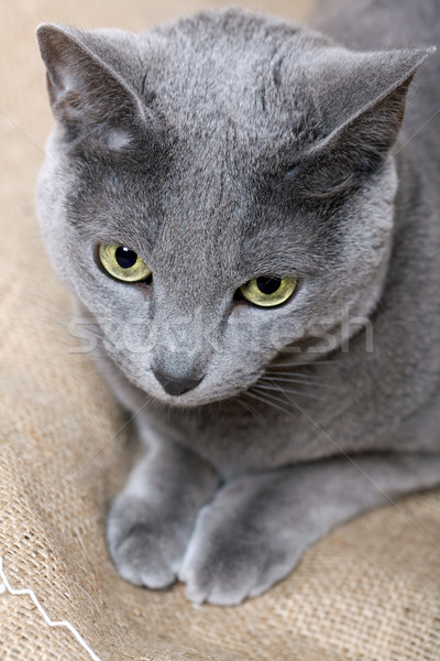 Katze Gesicht Porträt reinrassig blau Stock foto © nailiaschwarz