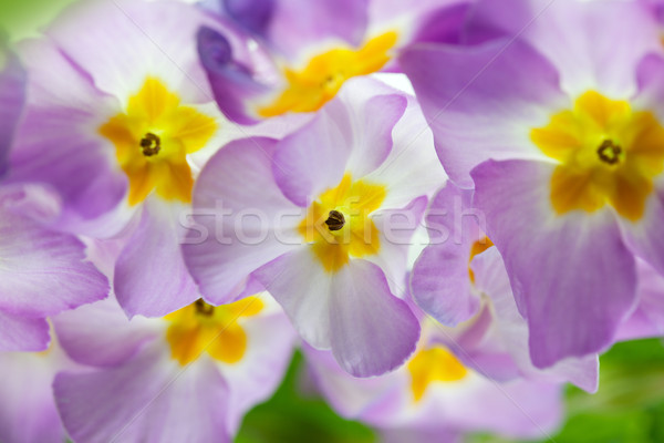 Primula Flowers Stock photo © nailiaschwarz