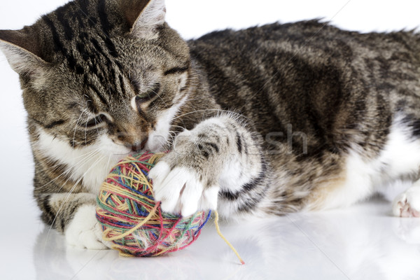 Verspielt Katze Porträt Ball Wolle weiß Stock foto © nailiaschwarz
