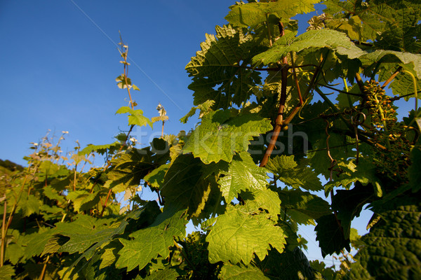 Vineyard in Southwest Germany Stock photo © nailiaschwarz